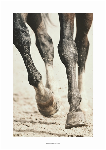 ”Galop” A3 format (30 x 42 cm) (Limited edition) 